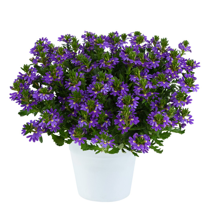 Vifteblomst 15 cm potte